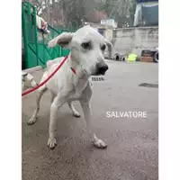 Foto dell\'animale Comune di Salerno - 380260002680741