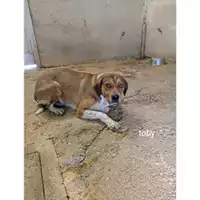 Foto dell\'animale Comune di Salerno - 380260044559268