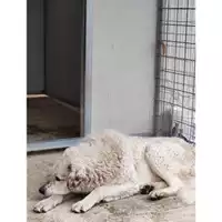 Foto dell\'animale Comune di Salerno - 380260044806971
