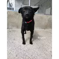Foto dell\'animale Comune di Salerno - 380260044806437