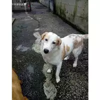 Foto dell\'animale Comune di Salerno - 380260042388327
