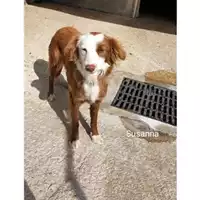 Foto dell\'animale Comune di Salerno - 380260044806863