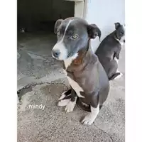 Foto dell\'animale Comune di Salerno - 380260044671373