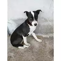 Foto dell\'animale Comune di Salerno - 380260044671461