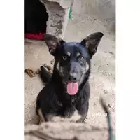 Foto dell\'animale Comune di Salerno - 380260044667841