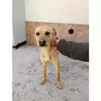 Foto dell\'animale Comune di Salerno - 380260044670272