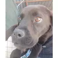 Foto dell\'animale Comune di Salerno - 380260044670582