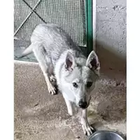 Foto dell\'animale Comune di Salerno - 380260044665282