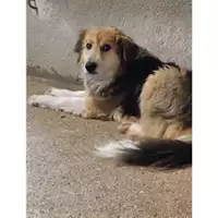 Foto dell\'animale Comune di Salerno - 380260044670663