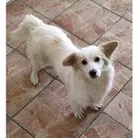Foto dell\'animale Comune di Salerno - 380260044805917