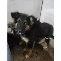 Foto dell\'animale Comune di Salerno - 380260044671477