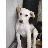 Foto dell\'animale Comune di Salerno - 380260044671509