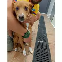 Foto dell\'animale Comune di Salerno - 380260044671345