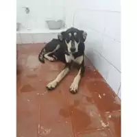 Foto dell\'animale Comune di Salerno - 380260042463904