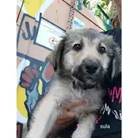 Foto dell\'animale Comune di Salerno - 380260044813583