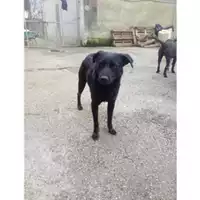 Foto dell\'animale Comune di Salerno - 380260042459072