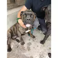 Foto dell\'animale SAN MANGO PIEMONTE - 380260044805345
