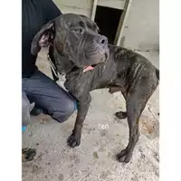 Foto dell\'animale SAN MANGO PIEMONTE - 380260044806152