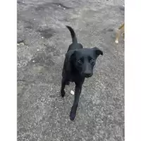 Foto dell\'animale Comune di Salerno - 380260042458565