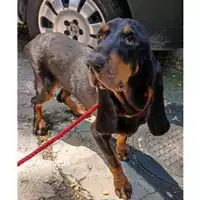 Foto dell\'animale Comune di Salerno - 380260044671840