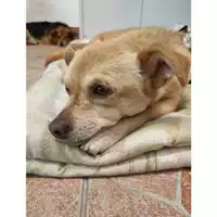 Foto dell\'animale Comune di Salerno - 380260044813581