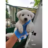Foto dell\'animale Comune di Salerno - 380260044813303