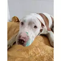 Foto dell\'animale COMUNE DI PELLEZZANO - 380260044665519