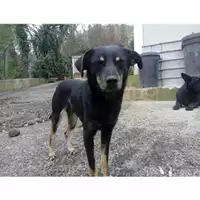 Foto dell\'animale Comune di Salerno - 380260042460390