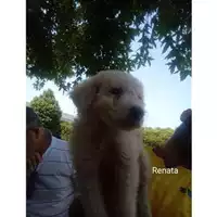 Foto dell\'animale Comune di Salerno - 380260044813655