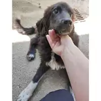 Foto dell\'animale Comune di Salerno - 380260044805455