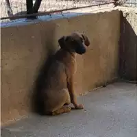 Foto dell\'animale Comune di Salerno - 380260044805567