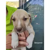 Foto dell\'animale Comune di Salerno - 380260044805239