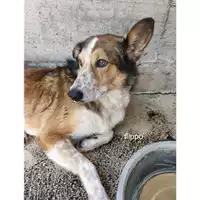 Foto dell\'animale Comune di Salerno - 380260044580416