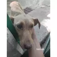 Foto dell\'animale Comune di Salerno - 380260044671432