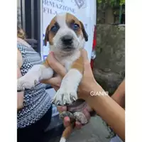Foto dell\'animale Comune di Salerno - 380260044814204