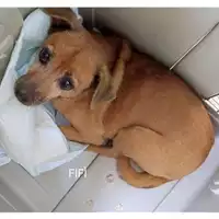Foto dell\'animale Comune di Salerno - 380260004058386