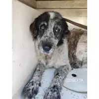 Foto dell\'animale Comune di Salerno - 380260004058442