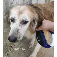 Foto dell\'animale Comune di Salerno - 380260004058376