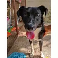 Foto dell\'animale Comune di Salerno - 380260044580683