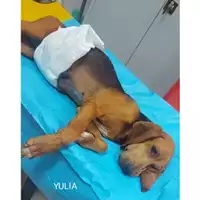 Foto dell\'animale Comune di Salerno - 380260044581584