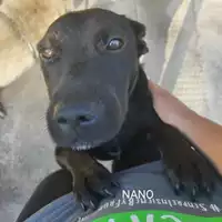 Foto dell\'animale Comune di Salerno - 380260044580845