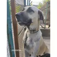 Foto dell\'animale Comune di Salerno - 380260044806466