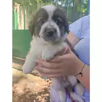 Foto dell\'animale Comune di Salerno - 380260044580915