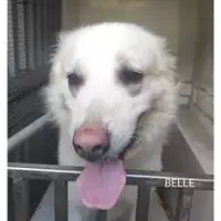 Foto dell\'animale Comune di Salerno - 380260044671391