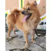 Foto dell\'animale Comune di Salerno - 380260004056473