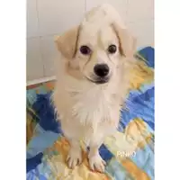 Foto dell\'animale Comune di Salerno - 380260044580364