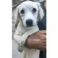 Foto dell\'animale Comune di Salerno - 380260044580403