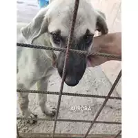 Foto dell\'animale Comune di Salerno - 380260044806493