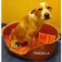 Foto dell\'animale Comune di Salerno - 380260044552738