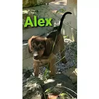 Foto dell\'animale Comune di Salerno - 380260044580559